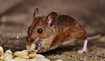 24 Hour & Emergency Exterminators in Stockholm, WI